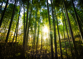 logs for sale in wimborne